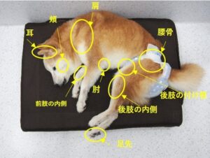 褥瘡ができやすいところ